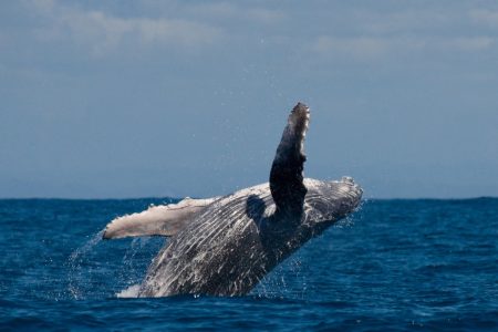 Humpback whale jumping in Cabo San Lucas