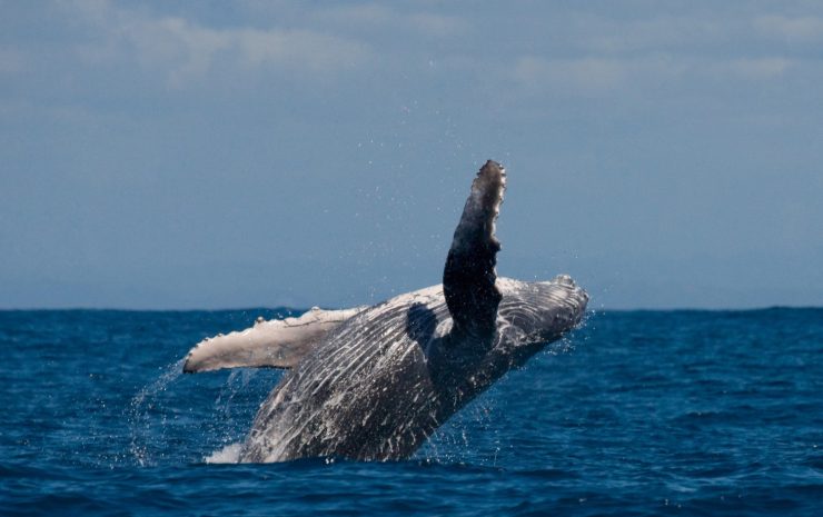 Humpback whale jumping in Cabo San Lucas