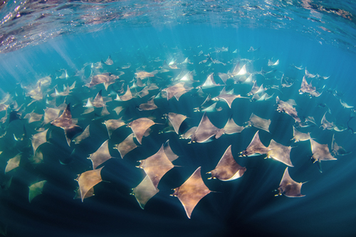 School of mobula rays in Cabo San Lucas, mexico