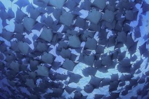 mobula