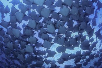 Scuba Diving The Bay of Cabo San Lucas