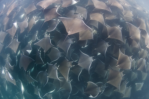 Mobula rays in Cabo San Lucas