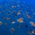 Mobula Ray swimming in Mexico
