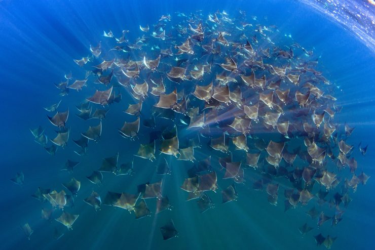 School of Mobula Ray in Jacques Cousteau island - Baja California, Mexico