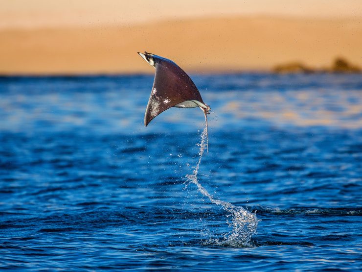 mobula ray jumping baja california