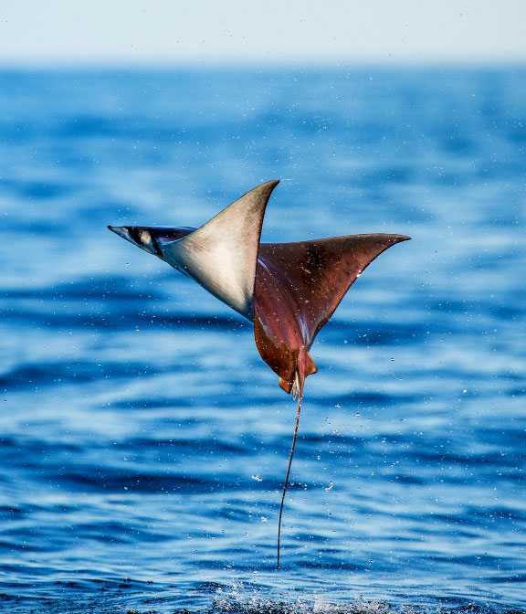 Mobula Ray jumping out of water Mobula Ray jumping out of water