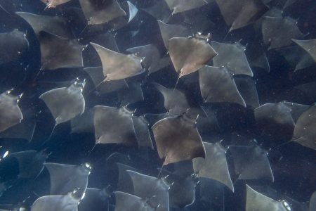 Mobula Ray migration