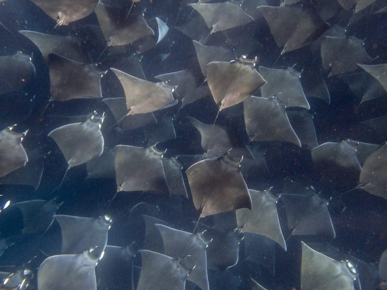 Mobula Ray migration