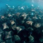 School of Mobula Ray in the Sea Of Cortez - Mexico