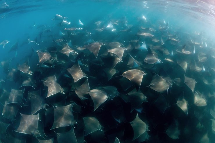 School of Mobula Ray in the Sea Of Cortez - Mexico