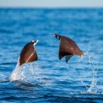 Mobula ray jumping out of water