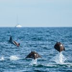 Jump of mobula rays in Mexico