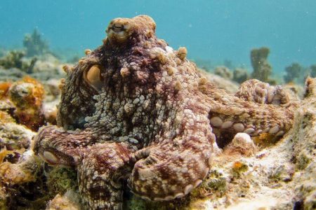 Diving with Octopus