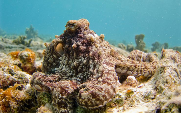 octopus the corridor of los cabos