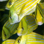 panamic porkfish (anisotremus taeniatus),colorful yellow fish in
