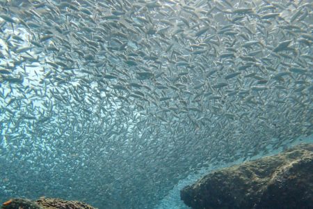 Sardine in Cabo San Lucas