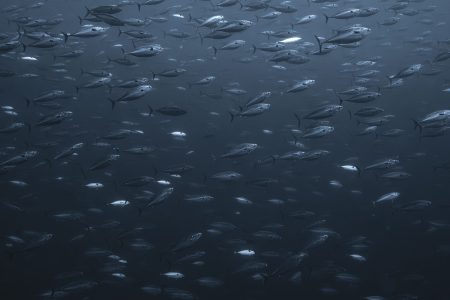 Gordo Banks - Cabo San Lucas - Photo by xabi©nomadoftheblue