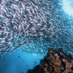 School of Sardine in Cabo San Lucas - Underwater shoot