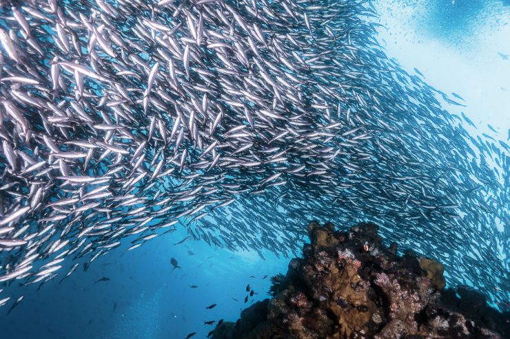 School of Sardine in Cabo San Lucas - Underwater shoot