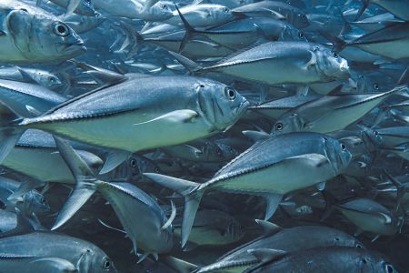 School of jack fish underwater