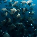 school of mobula ray