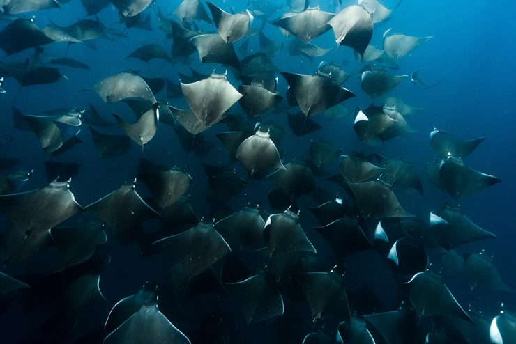 school of mobula ray