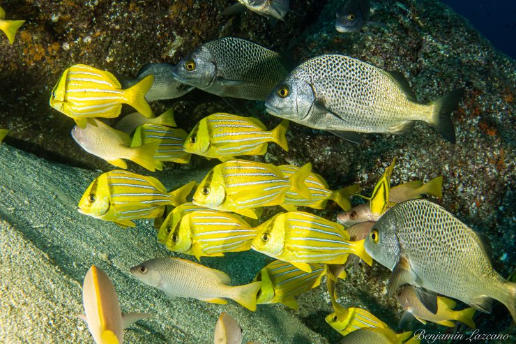 school of porkfish cab0 san lucas