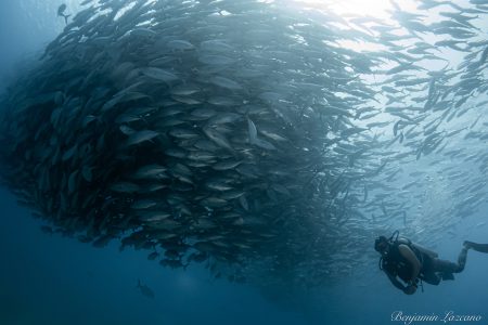 Scuba Diving Tours in Cabo Pulmo