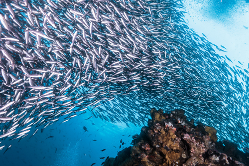 Scuba diving in Cabo San Lucas