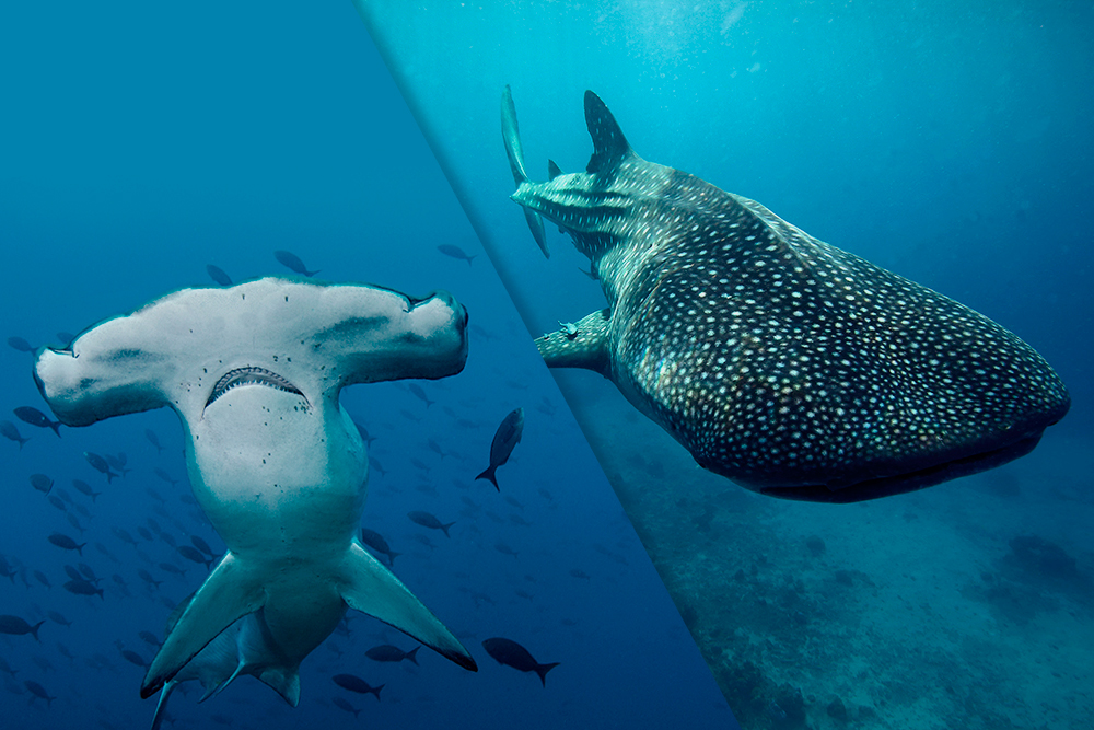 Scuba Diving, Cabo San Lucas Versus La Paz Mexico