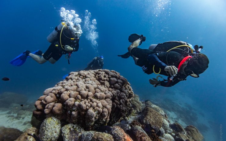 scuba diving in cabo san lucas divers underwater reef
