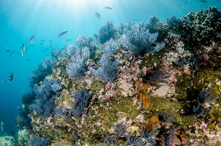 Coral reef, underwater shoot Cabo San Lucas