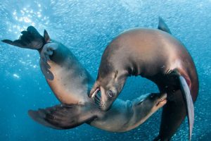 Diving with sea lion in La Paz