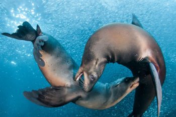 Scuba diving tour in La Paz, Sea lion & Whale shark Combo