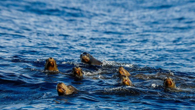 sea lion in cabo san lucas