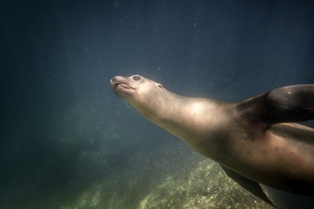 Sea lion of La Paz