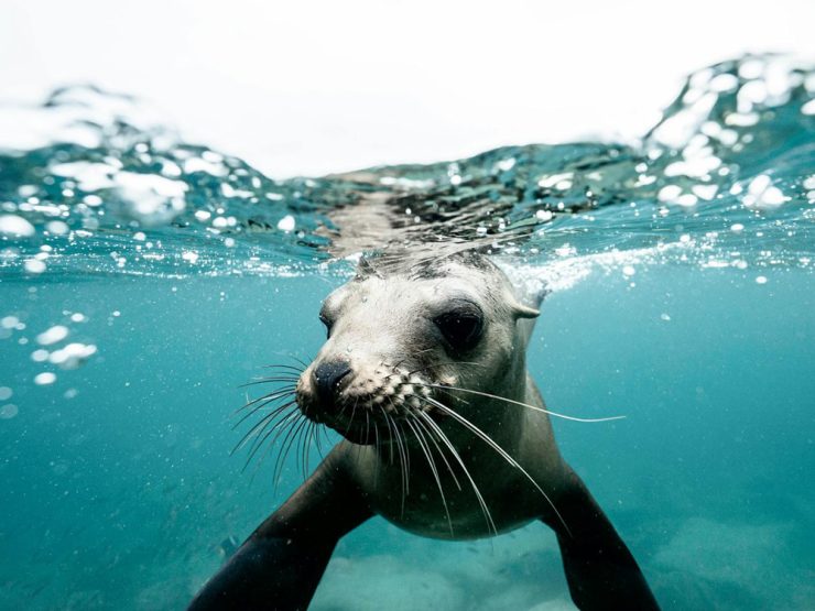 sea lion underwater