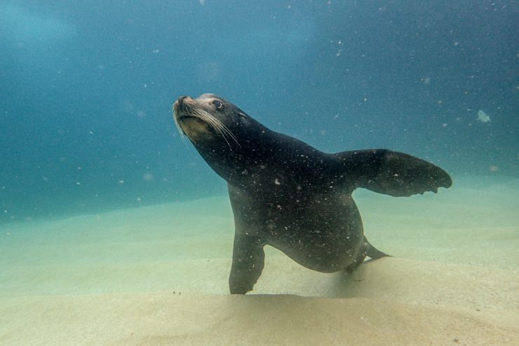 sea lion underwater cabo