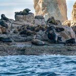 sealion colony cabo san lucas