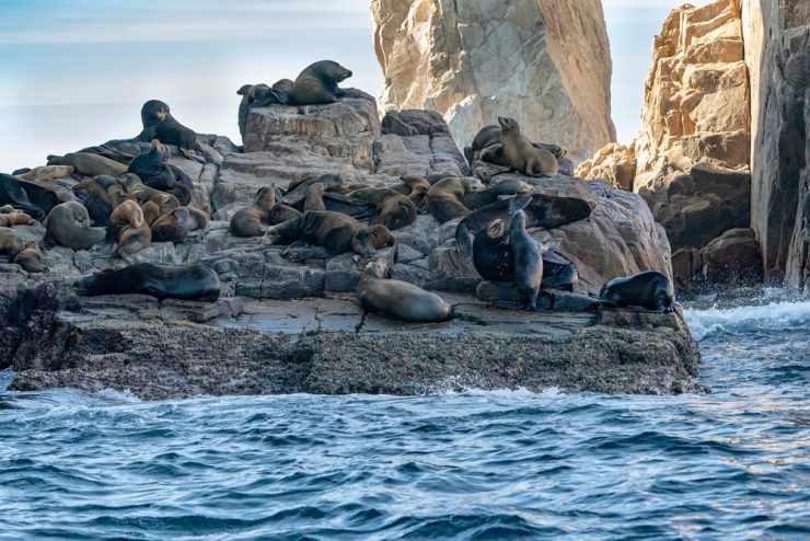 sealion colony cabo san lucas