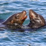 Sealion platying at the surface, Cabo San Lucas, mexico