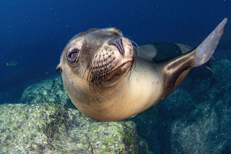 sealion scuba diving cabo san lucas