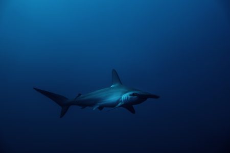 Mexico Shark Diving: Hammerheads at Gordo Banks