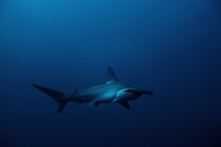 Hammerhead at depth