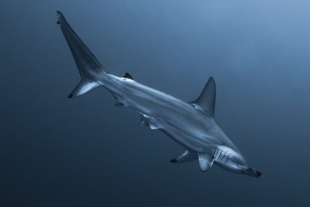 Photo by xabi©nomadoftheblue - hammerhead shark at Gordo Banks
