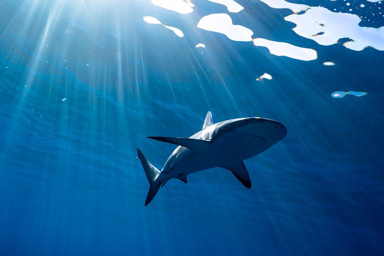 Shark species in Cabo San Lucas