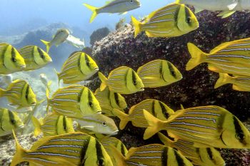 Snorkeling tours in Los Cabos