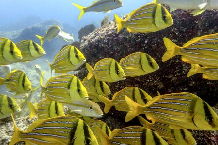 Snorkeling tours in Los Cabos