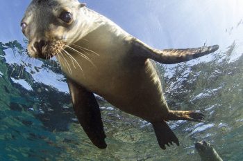 Whale Shark & Sea Lion Snorkeling in La Paz