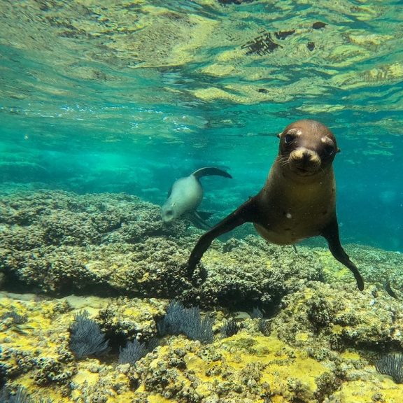 Dive and Swim with Sea Lions in Baja California | Cabo Private Guide